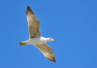 gaviota patiamarilla volando sobre el cielo azul (Larus michahellis) Marbella Andalucía España