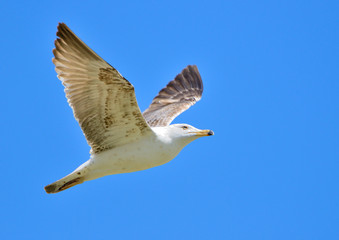 gaviota patiamarilla volando sobre el cielo azul  (Larus michahellis) Marbella Andalucía España	