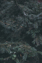 rain drops on the trees 