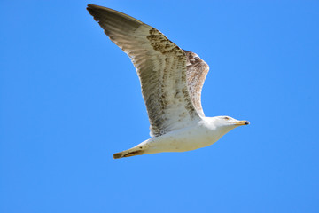 gaviota patiamarilla volando sobre el cielo azul  (Larus michahellis) Marbella Andalucía España	