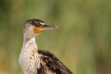 Closeup of Great Cormorant with glittering emerald eye
