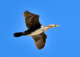 cormorán grande en vuelo sobre el cielo azul (Phalacrocorax carbo) Marbella Andalucía España