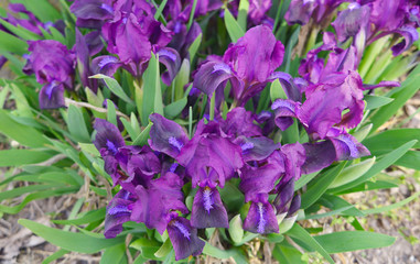 Obraz na płótnie Canvas Violet flower irises. Nature spring sunny background. Soft nature photo.