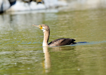cormorán grande nadando en el estanque del parque  (Phalacrocorax carbo) Marbella Andalucía...