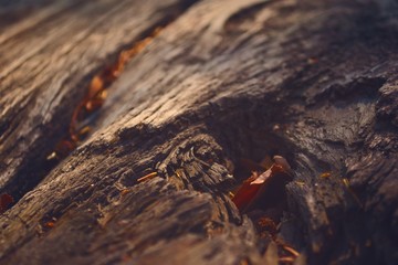 Large, cracked piece of wood with natural debris in its crevices. Textured detail close up.