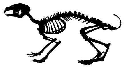 skeleton of a  rabbit vector