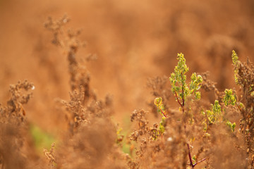 Dry grasses and bushes with green patch, a image for background