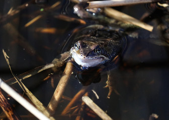 frog in water