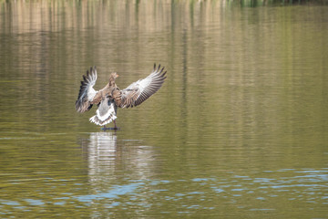  greylag goose lands on a lake after a flight