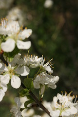 an incredible flowering of trees in the spring garden