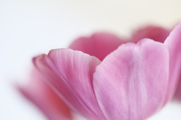 Pink tulip on a white.