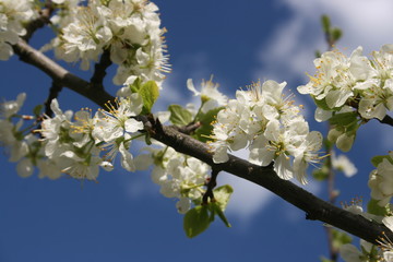 an incredible flowering of trees in the spring garden