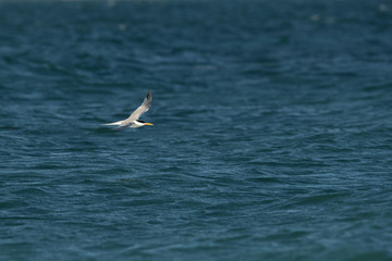 Fototapeta na wymiar Lesser crested tern flying against blue ocean