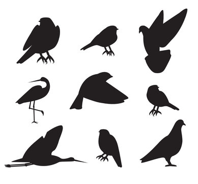 Collection of common birds silhouettes, clean and simple vector file for various use.