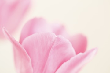 Obraz na płótnie Canvas Single pink tulips on a white.