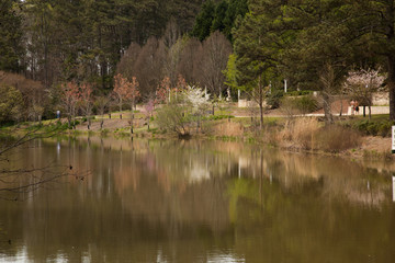 Fototapeta na wymiar Quiet lake reflecting flowers