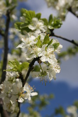 an incredible flowering of trees in the spring garden