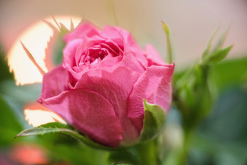 Beautiful pink rose on a green background of foliage.