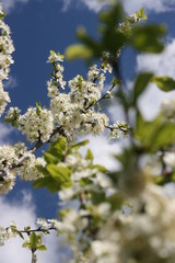 an incredible flowering of trees in the spring garden