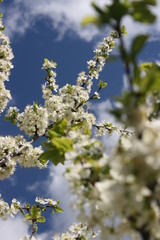 an incredible flowering of trees in the spring garden