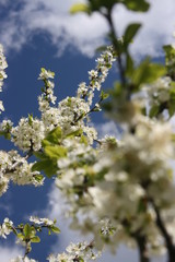an incredible flowering of trees in the spring garden
