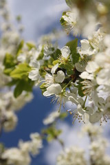 an incredible flowering of trees in the spring garden