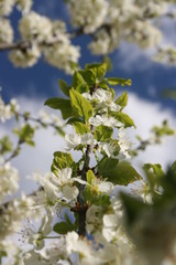 an incredible flowering of trees in the spring garden