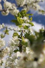 Obraz premium an incredible flowering of trees in the spring garden