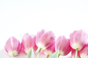 Fototapeta na wymiar Pink tulips on a white.