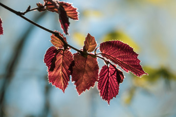 red leaves of a tree are illuminated by the sun