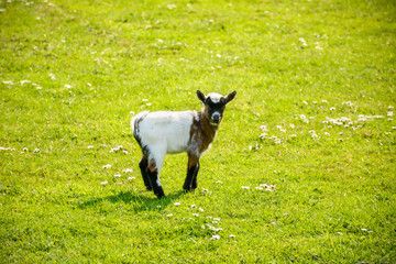 Baby goat standing on green grass with daisy flowers. Looking little lamb.