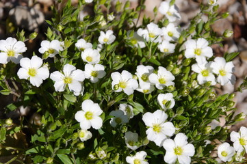 Białe kwiaty wiosną © Sawomir