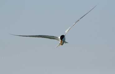 Lesser crested tern looking down in sea