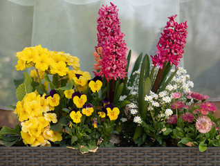 different coloured flowers stand in a flower box in front of a window