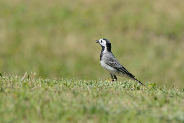 lavandera blanca sobre el césped del parque (Motacilla alba) Marbella Andalucía España