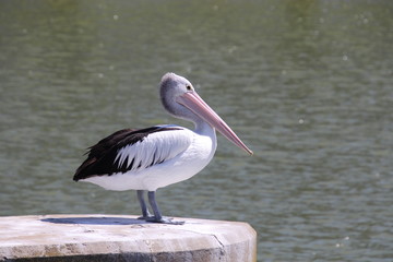 Australian pelican