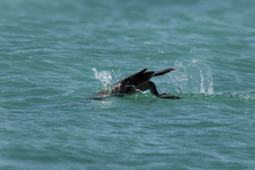 Socotra cormorant diving to fish