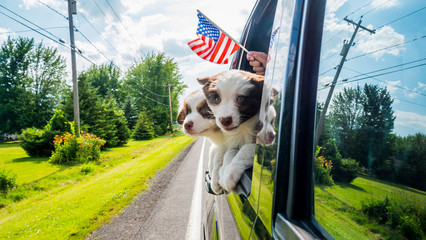 Two funny puppies watching from a car window, in a framed hand with an American flag