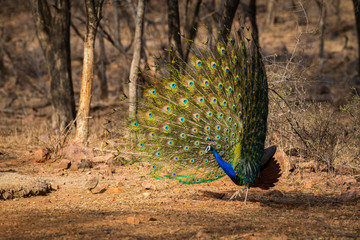 peafowl or male peacock dancing with full colorful wingspan to attracts female partners for mating...
