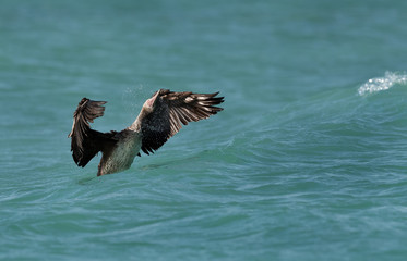 Socotra cormorant shaking ite head to get rid of water