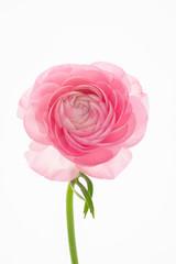 The Buttercup flower is bright in color, similar to the thousand-petal petals of lotus