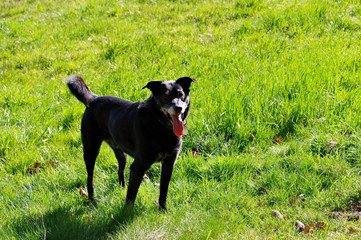 Happy dog!