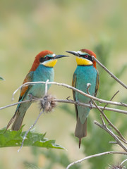 Beautiful colorful enamoured couple of bee-eaters, Merops apiaster, Dobrogea, Romania