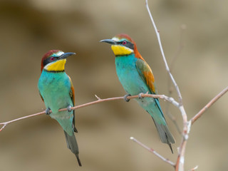 Fototapeta na wymiar Beautiful colorful enamoured couple of bee-eaters, Merops apiaster, Dobrogea, Romania