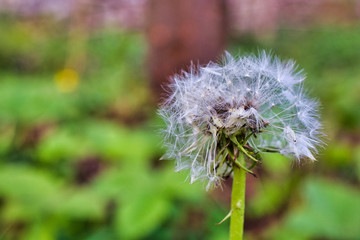 White dandelion, natural green blurred background, close-up image