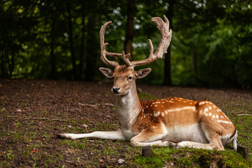 Naklejka na ściany i meble European folk deer in beautiful light and forest surrounding