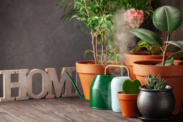 Collection of home flowers and succulent plants in different pots. Steam compact air humidifier. Idea Home Garden.