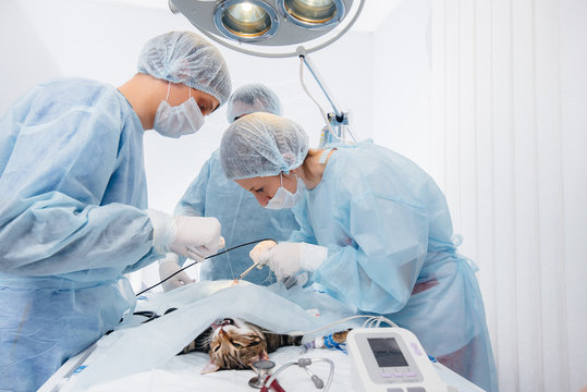 In a modern veterinary clinic, an operation is performed on an animal on the operating table in close-up. Veterinary clinic