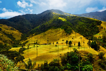 Jeep emblem of the coffee cultural landscape in Colombia, surrounded by the wax palm