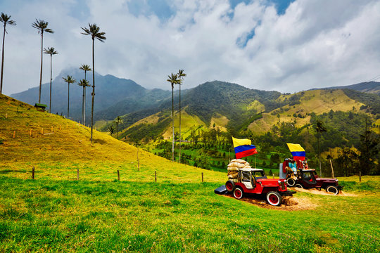 Mountains of Colombia, surrounded by wax palm in Salento